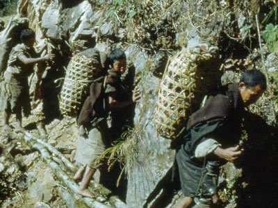 Enlarged view of image