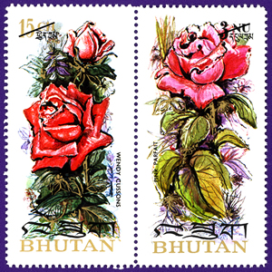 Enlarged view of image